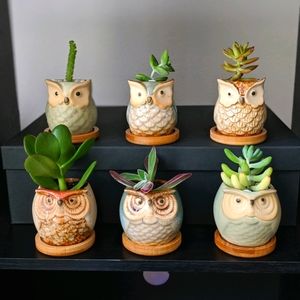 6 cute owl planters